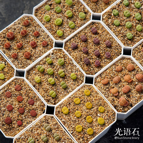 光语石稀有生石花精品特选套餐