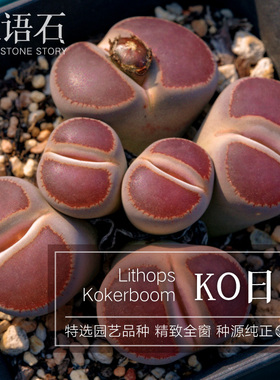 光语石 KO日轮玉生石花整盆带盆土一物一拍 PP花拼盘屁股多肉植物