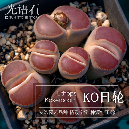 光语石KO日轮玉生石花带盆土