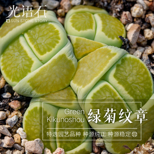 光语石 绿菊纹章生石花整盆带盆土一物一拍 PP花拼盘屁股多肉植物