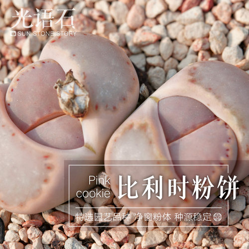 光语石粉饼干寿丽生石花带盆土