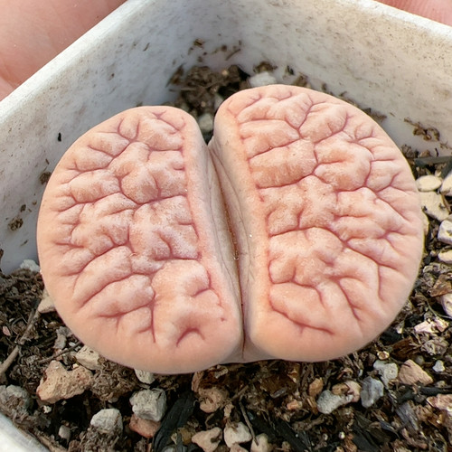 红底红纹 189变异  强脑花 2.9cm