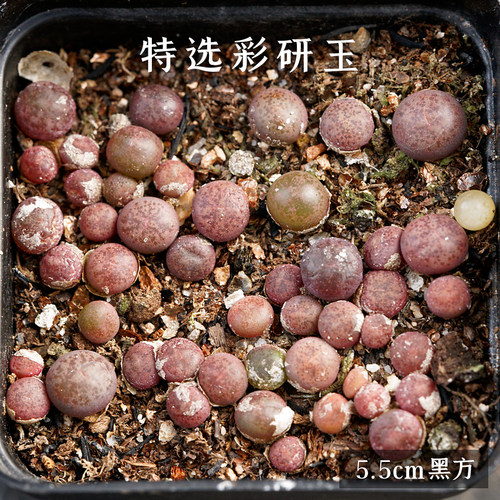 光语石生石花肉锥多肉稀有5.5cm整盆 红大内大白紫李紫石榴PP组合