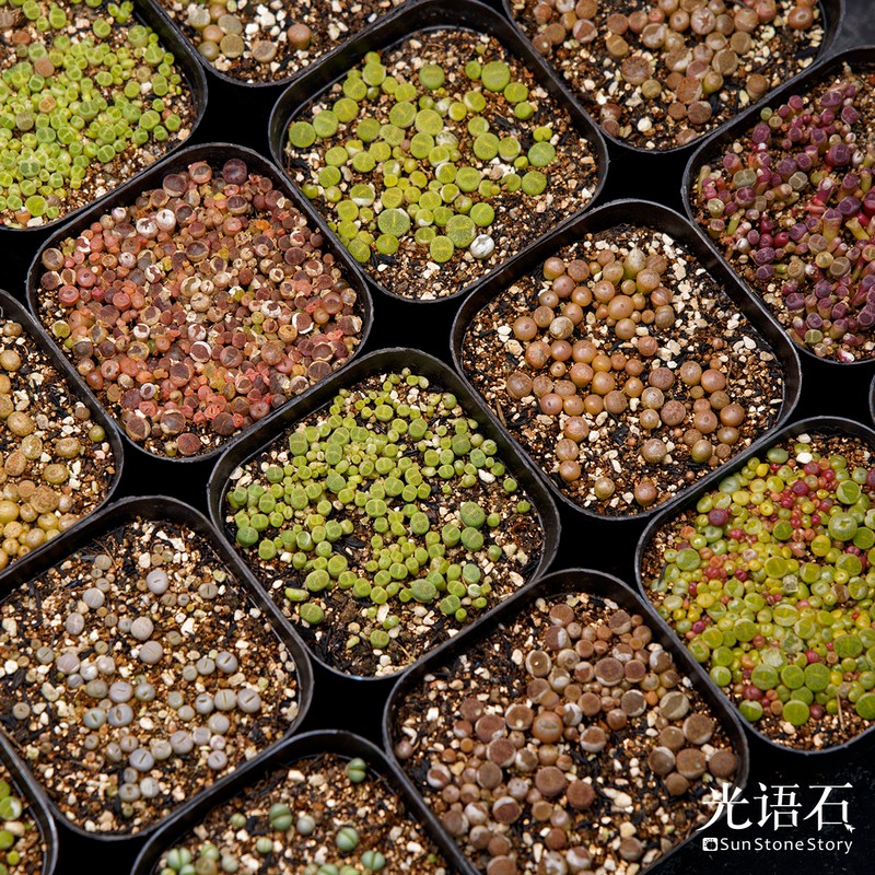 光语石生石花品种超多