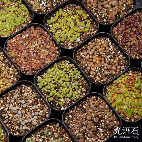 光语石生石花品种超多