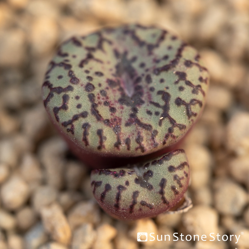 光语石 安贞 安珍 肉锥混合 墨点黑点白底 红椒 霓虹 恶魔之眼