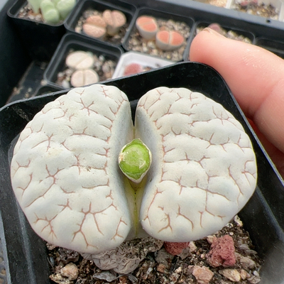 c189 大单头