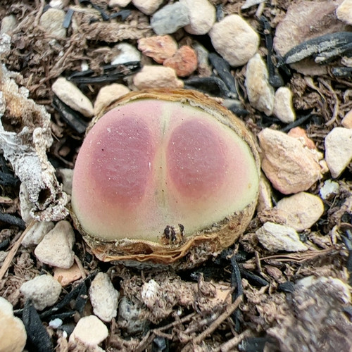 紫拉登 1.3cm