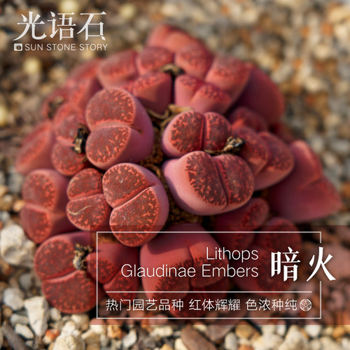 光语石紫柘榴生石花一物一拍