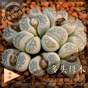 多年群生多头 生石花母本一物一拍 花纹日轮柘榴 大母本清仓包邮