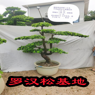 罗汉松盆栽盆景迎客松绿植物庭院