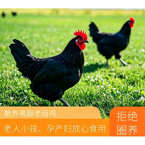 【现宰顺丰发货】散养两年黑脚老母鸡2只净重5-6斤左右有运费险
