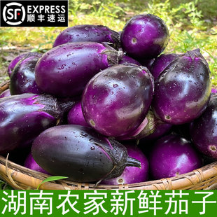 湖南农家紫茄子本地新鲜圆茄子软糯香自然成熟新鲜蔬菜露天种植