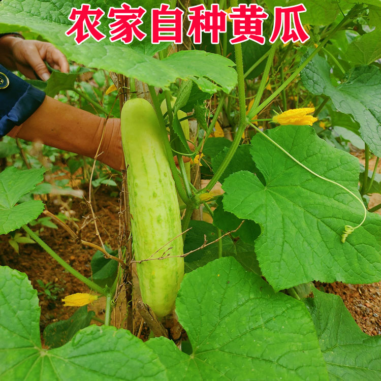 湖南老品种本地黄瓜5斤应季农家肥蔬菜生吃凉拌泡菜旱黄瓜现摘