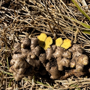 【农家自种小黄姜】云南正宗小黄姜现挖带泥老姜 【留地至6月挖完