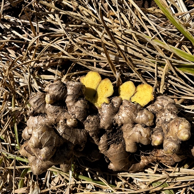 【农家自种小黄姜】云南正宗小黄姜现挖老品种小黄姜带泥老姜