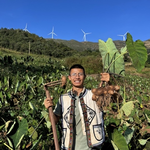 【山地芋头】云南高山牛奶芋头农家自种芋头牛奶芋头小芋头