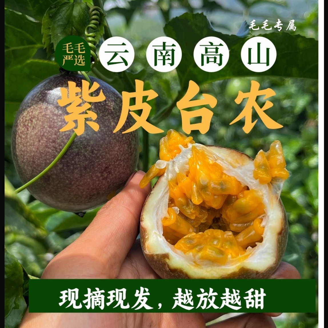 云南高山紫皮台农百香果现摘现发百香果