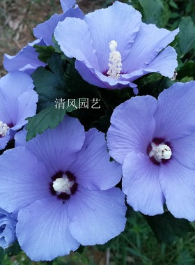 大花木槿庭院花园灌木丰花蓝紫色木槿花新品种 玛丽娜Marina小苗