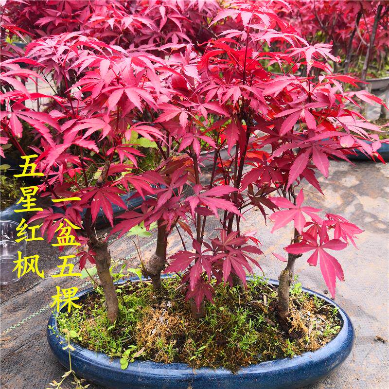 花无涯园艺 小叶鸡爪槭 盆栽盆景素材红枫树苗树桩绿植原生山红叶