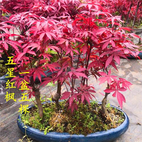 园艺鸡爪槭盆景素材绿植红枫树苗
