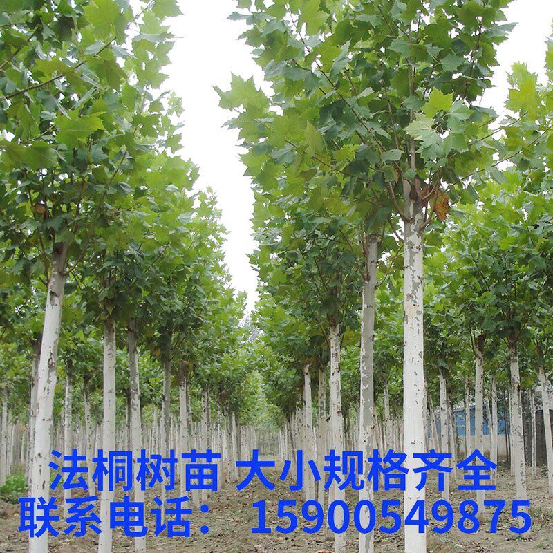 法国梧桐树苗 速生法桐苗青皮梧