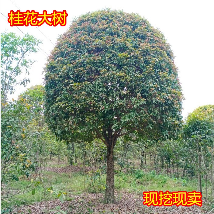 桂花树大树红丹桂金桂四季桂庭院绿植四季常青大型浓香型树苗室外