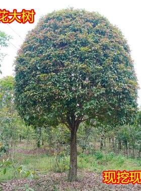 桂花树大树红丹桂金桂四季桂庭院绿植四季常青大型浓香型树苗室外