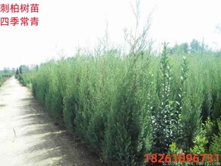 北京桧 塔松小刺松 刺柏,宝塔松 塔柏 四季常青耐寒植物,园林绿化