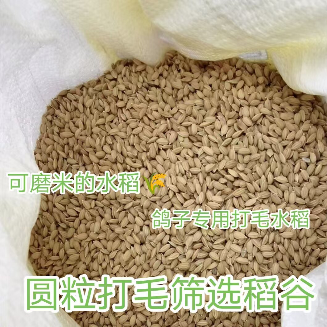 东北纯圆粒水稻筛选无空壳稻谷粮食杂粮喂鸡鸭鹅鸽鸟宠物饲料包邮