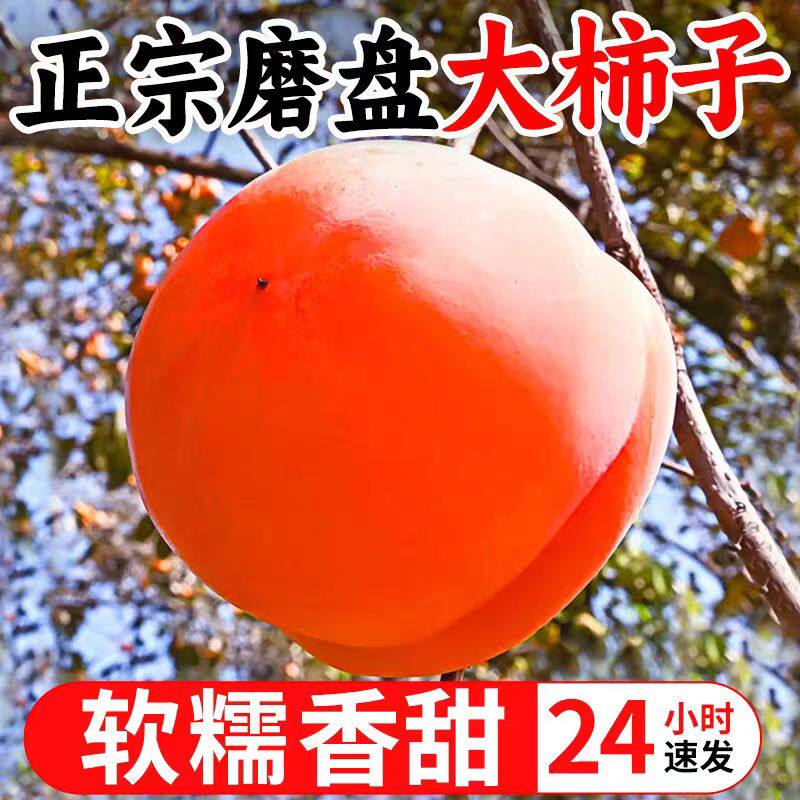 正宗新鲜磨盘大柿子可做冻柿子当季水果盆柿软甜柿子整箱可做柿饼
