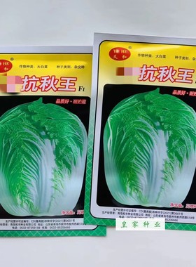 义和特抗秋王大白菜种子黄心大白菜高产抗病耐贮秋播结球白菜种籽