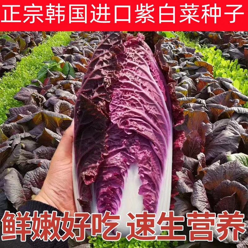 紫白菜种子里外紫色营养紫色白菜种紫农家大田秋季播四季蔬菜种子