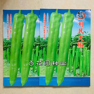 黄绿皮尖椒籽 金蔬利民大椒种子大果加长型三系杂交中辣耐热高产
