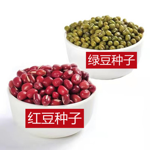 绿领红小豆种子绿豆种子红珍珠小红豆绿珍珠小绿豆种籽春夏秋季播