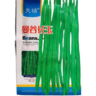 曼谷长玉豆角种子四季芸豆早熟高产肉厚芸扁豆四月豆种籽春秋播种