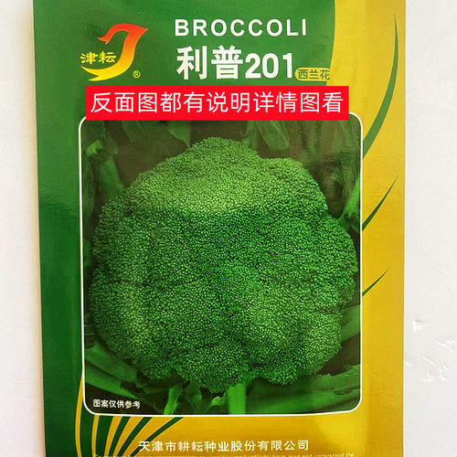 ZF不开花西兰西兰种籽子有