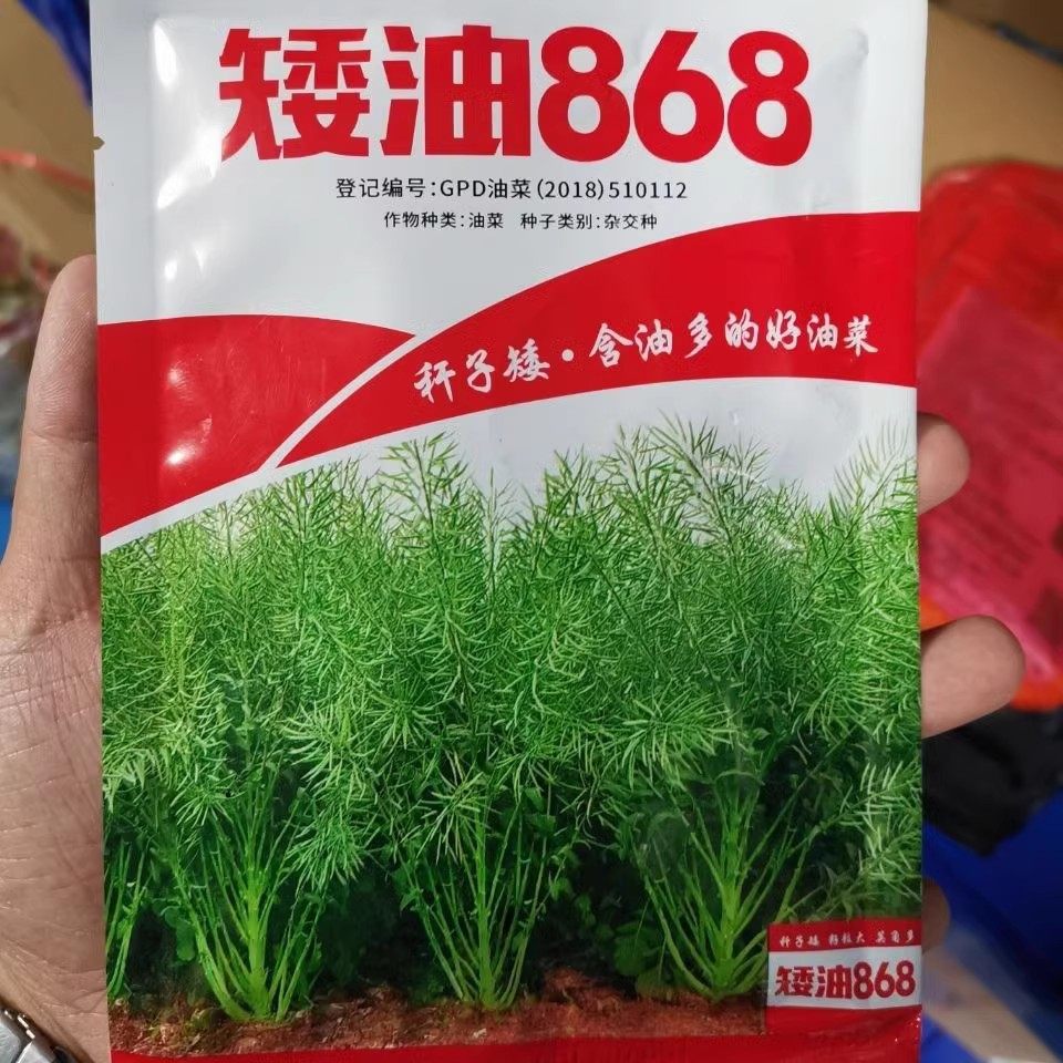 矮油868油菜籽川油45杂交矮杆甘蓝型大粒油菜籽抗倒伏矮杆榨油宝