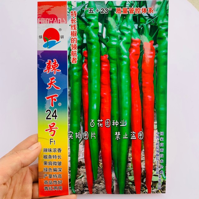 镇研辣天下24号线椒种子特长辣椒种子中辣抗病高产早熟