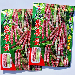 家雀蛋豆角种子黄油豆种籽抗病早熟蔬菜种孑大棚露地春季播油豆角