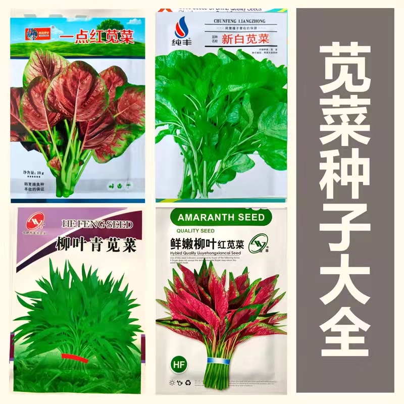 苋菜种子春秋冬四季红苋菜种籽新白苋菜柳叶花红圆叶青菜籽菜种孑