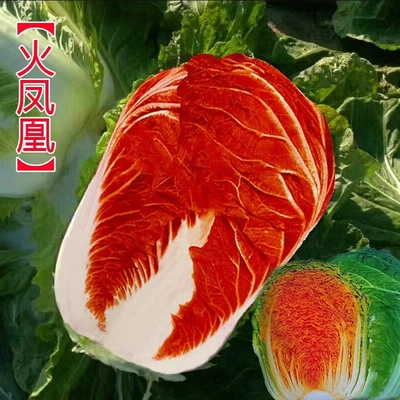 ZF不开花火凤火凤凰大白菜