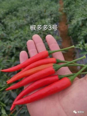椒多多三号大果朝天椒种子椒多多3号辣椒种子小米辣高产抗病辣椒