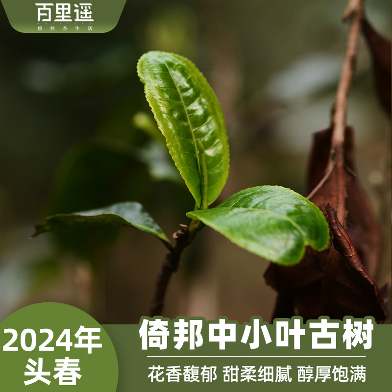 百里遥茶叶2024年易武象明倚邦中小叶头春古树纯料普洱茶生茶散茶