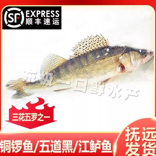 【冻鱼】铜罗鱼五道黑梭鲈鱼江鲈鱼黑龙江抚远特产乌苏里江特产