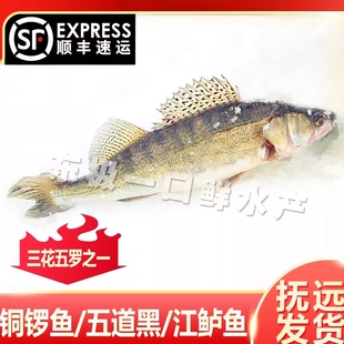 【冻鱼】铜罗鱼五道黑梭鲈鱼江鲈鱼黑龙江抚远特产乌苏里江特产
