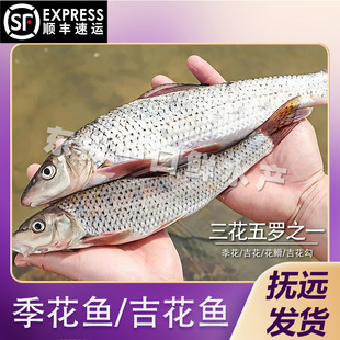 【冻鱼】季花鱼吉花勾黑龙江抚远特产乌苏里江特产