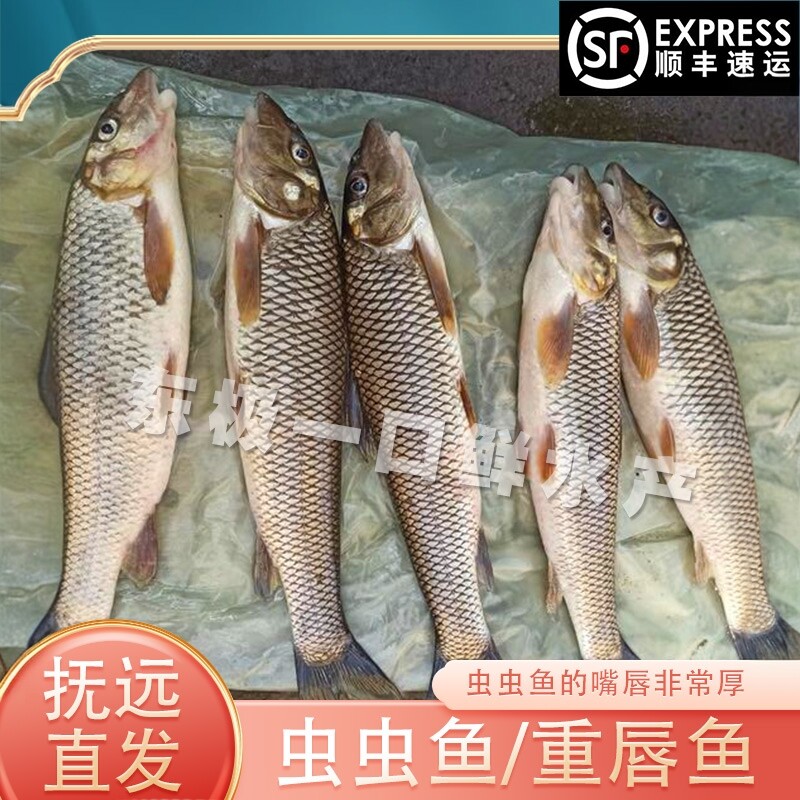 开江虫虫鱼重唇鱼黑龙江抚远特产乌苏里江特产