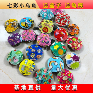 七彩小乌龟网红宠物观赏龟活体卡通可爱炫彩大巴西龟夜市摆摊直销