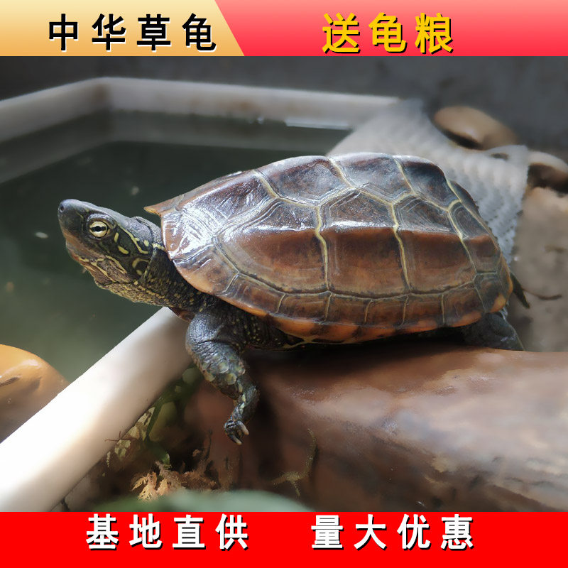 中华草龟活体外塘乌龟观赏龟大小龟/鳖